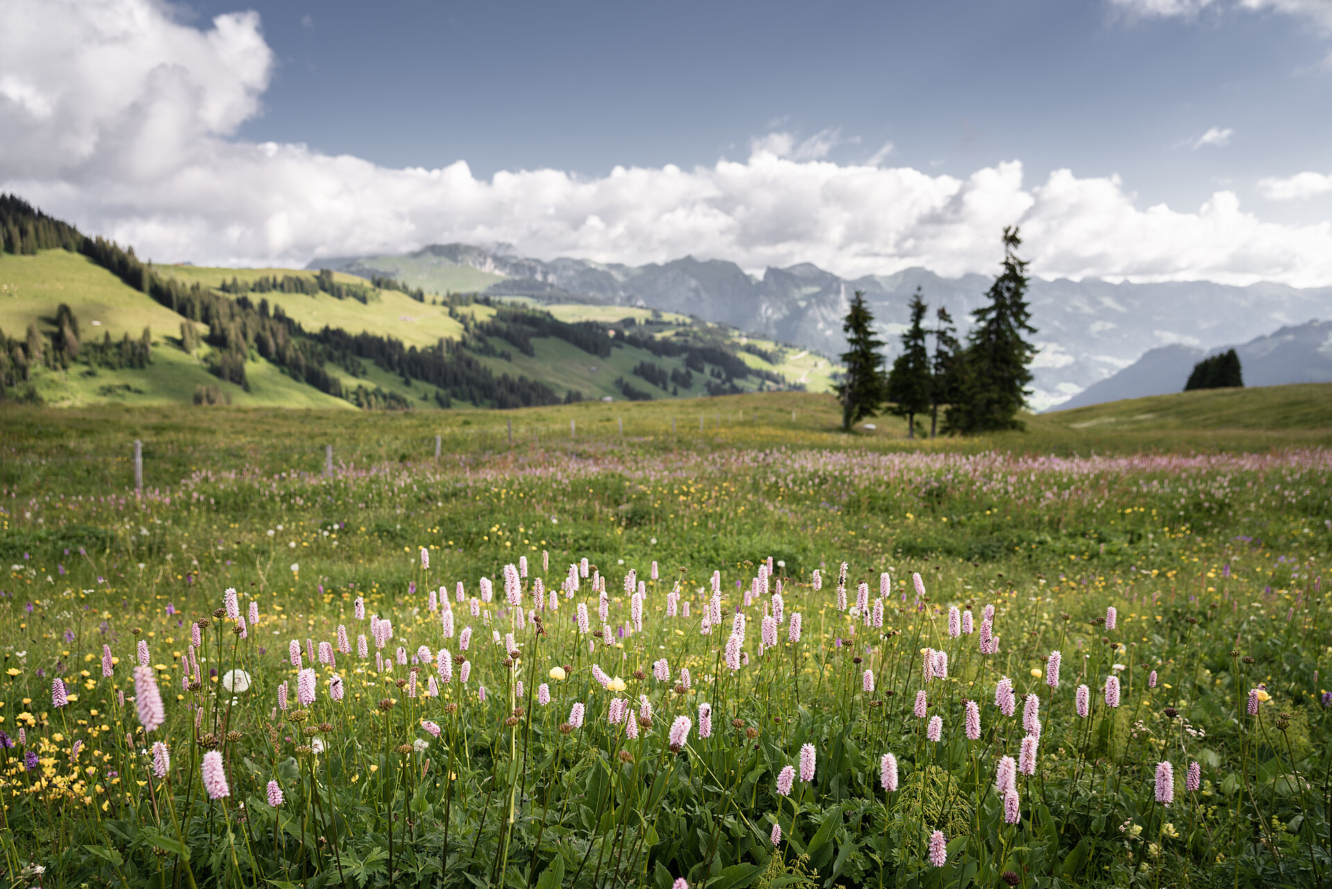 <p>Bunte Blumenwiese bei sommerlicher Stimmung und herrlicher Weitsicht auf die Berner Alpen.</p>
